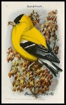 7 Goldfinch
